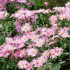 Aster amellus 'Pink Zenith'