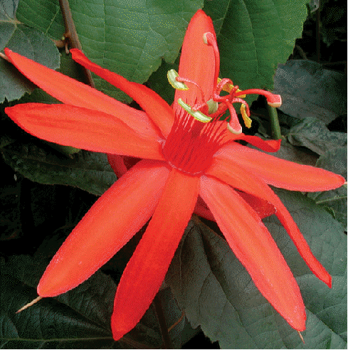 Passiflora piresii