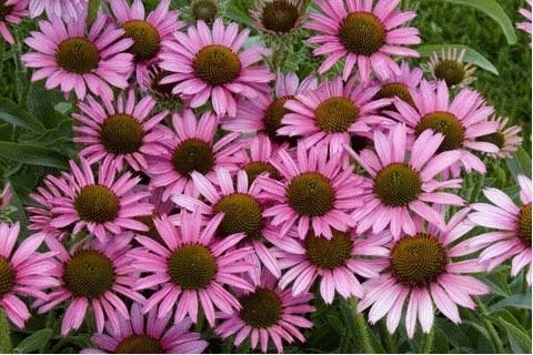 Coneflower 'Pixie Meadowbrite'