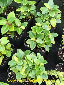 Pixie Peperomia