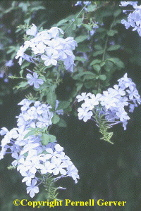 Plumbago