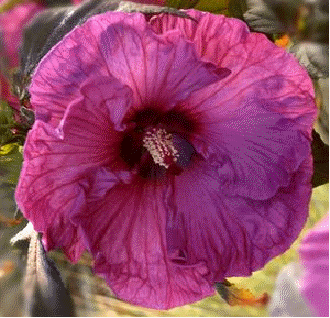 Hibiscus 'Plum Crazy'