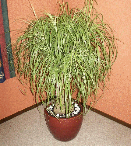 Pony Tail Palm