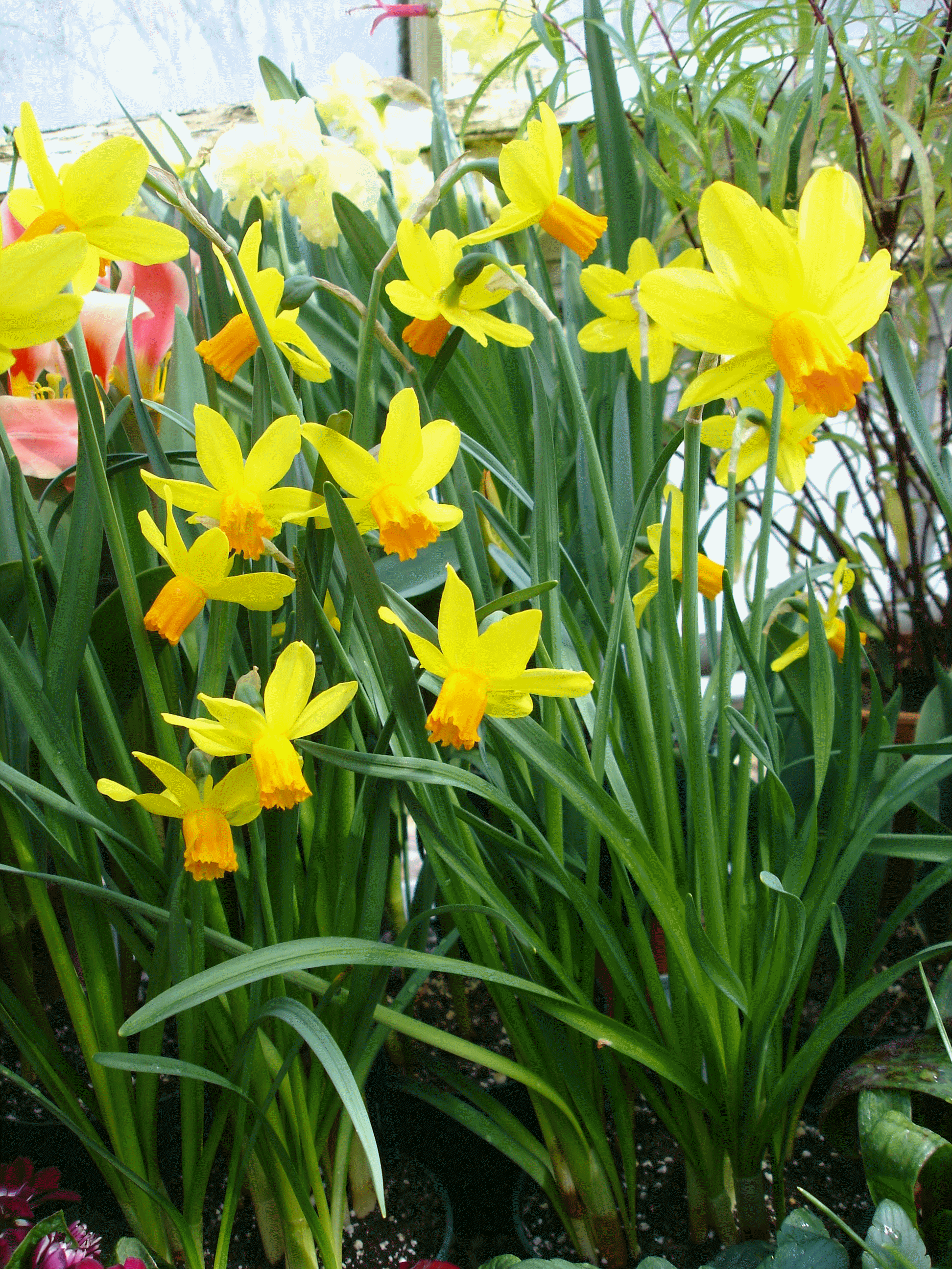 potted daffodils