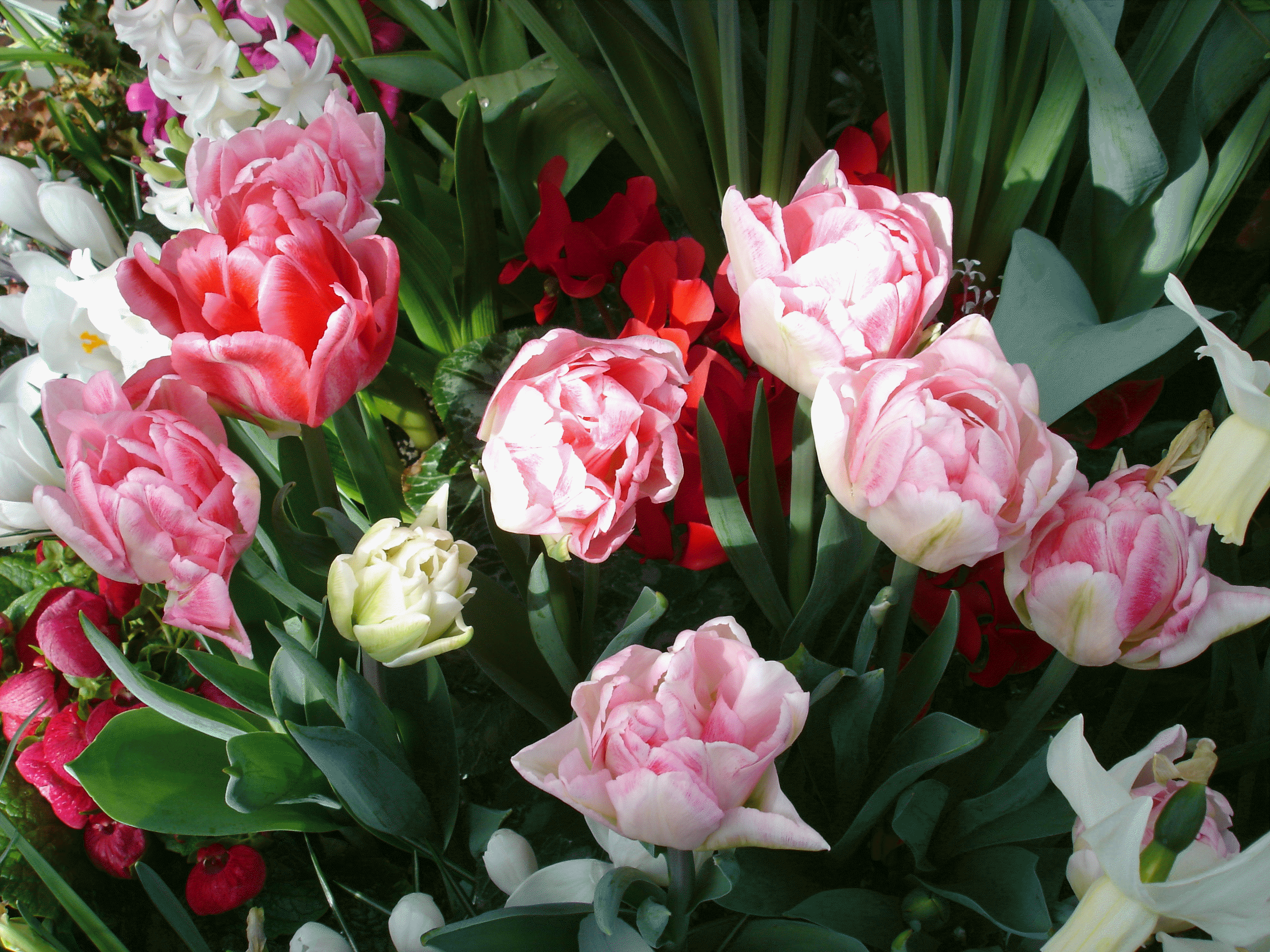 potted tulips