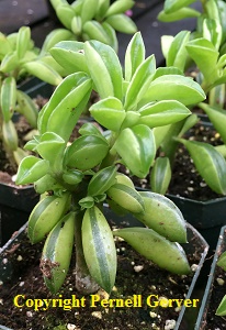 Peperomia dolabriformis