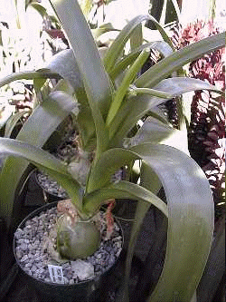 Pregnant Onion