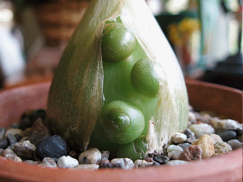 Pregnant Onion
