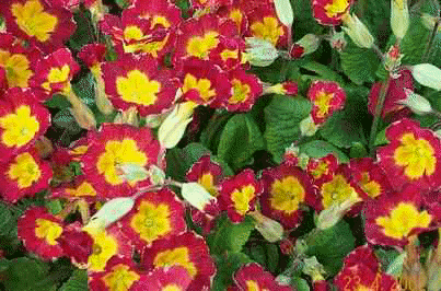 Primula elatior