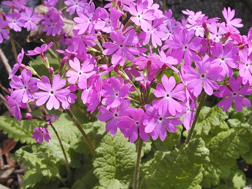 Primula sieboldii