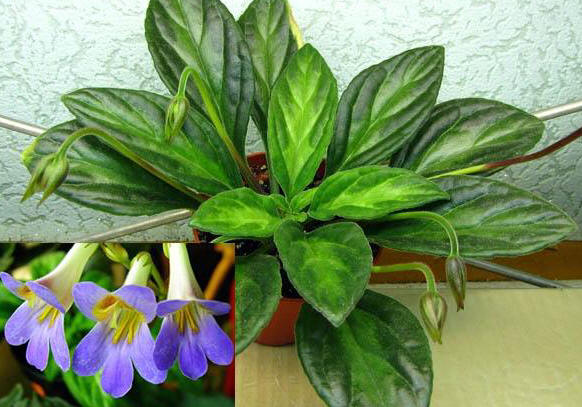 Primulina 'Piccolo' (syn. Chirita 'Piccolo')