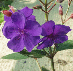 Princess flower