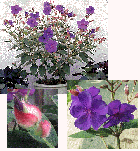Princess flower, Tibouchina urvilleana 'Edwardsii'