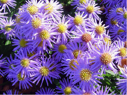 Dwarf aster 'Professor Anton Kippenberg'