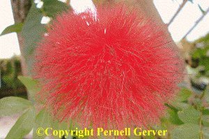 Powder Puff Plant