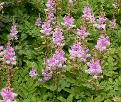 Astilbe 'Pumila'