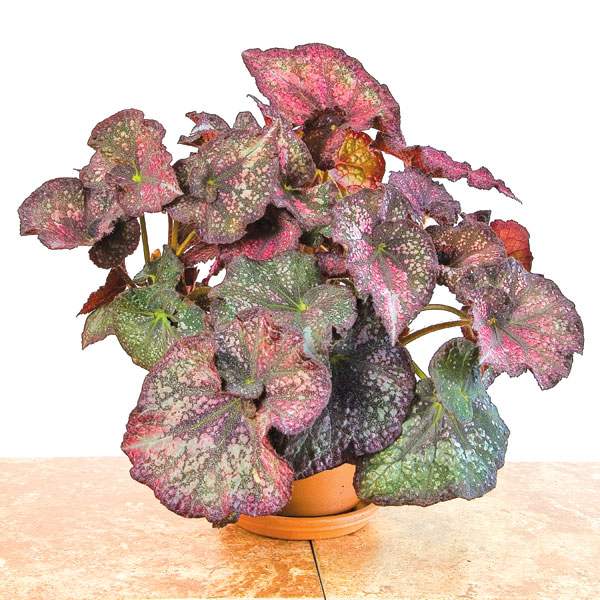 Begonia 'Purple Curly Stardust'