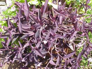 Purple Heart