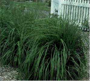 Purple Moor Grass