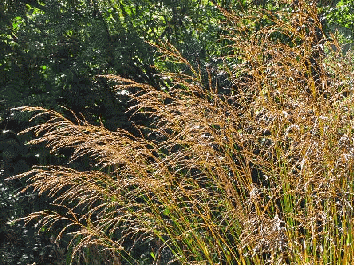 Purple Moor Grass flower plumes