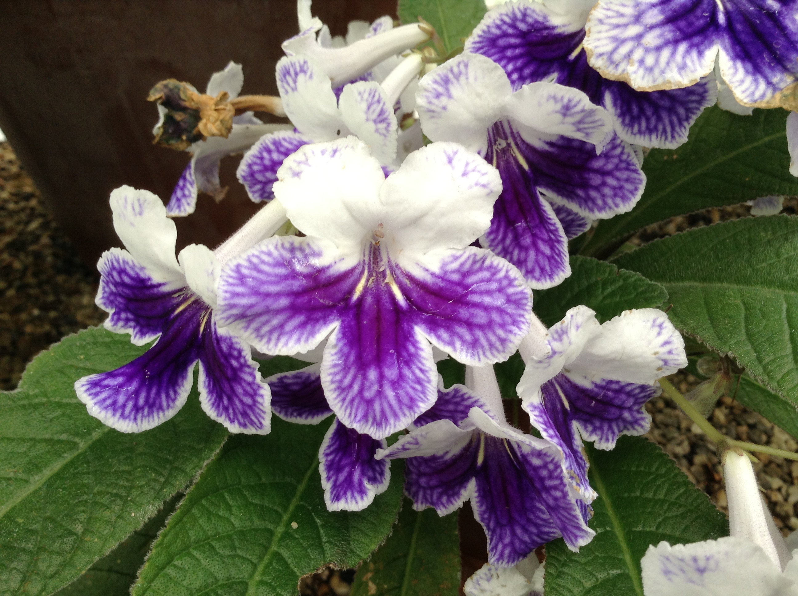Streptocarpus 'Purple Panda'