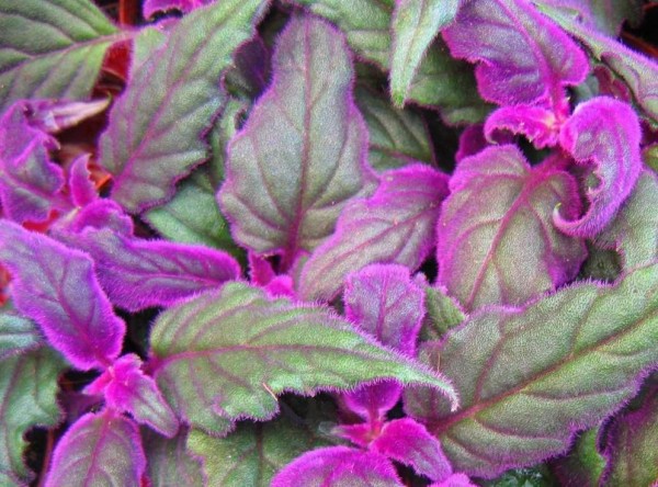 Purple Passion Vine