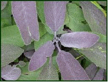 Purple Sage
