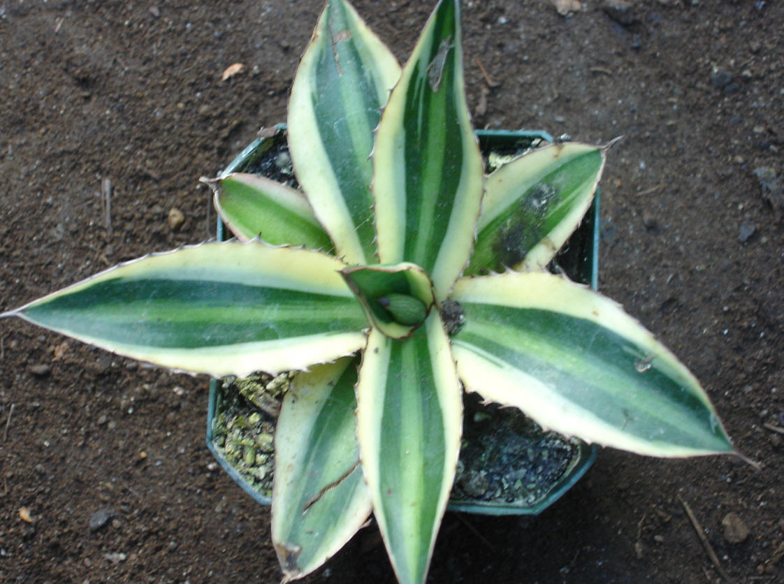 Quadricolor Century Plant