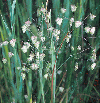 Quaking Grass