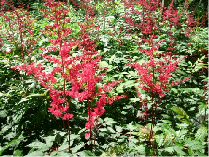Astilbe 'Radius'
