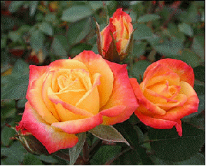 Miniature Rose 'Rainbow's End'