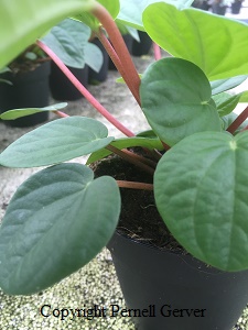 Peperomia rana verde stems