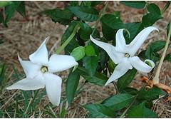 Angel of the Night (Randia ruiziana)