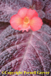 Raspberry Episcia