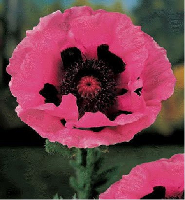 Oriental Poppy 'Raspberry Queen'