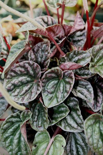 Peperomia 'Raspberry Ripple'