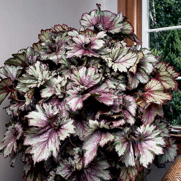 Begonia 'Raspberry Swirl'