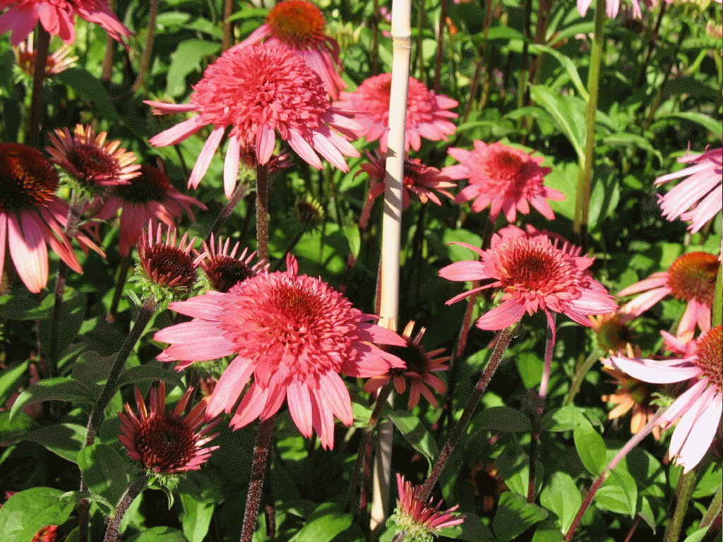 Echinacea 'Raspberry Truffle' - a stunning new coneflower