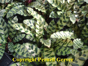 Rattlesnake Plant (Calathea lancifolia)
