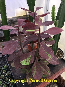 Red African Milk Bush