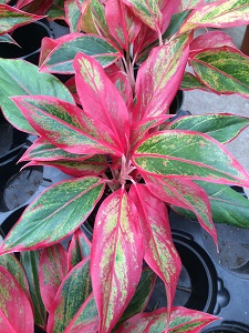 Red Aglaeonema