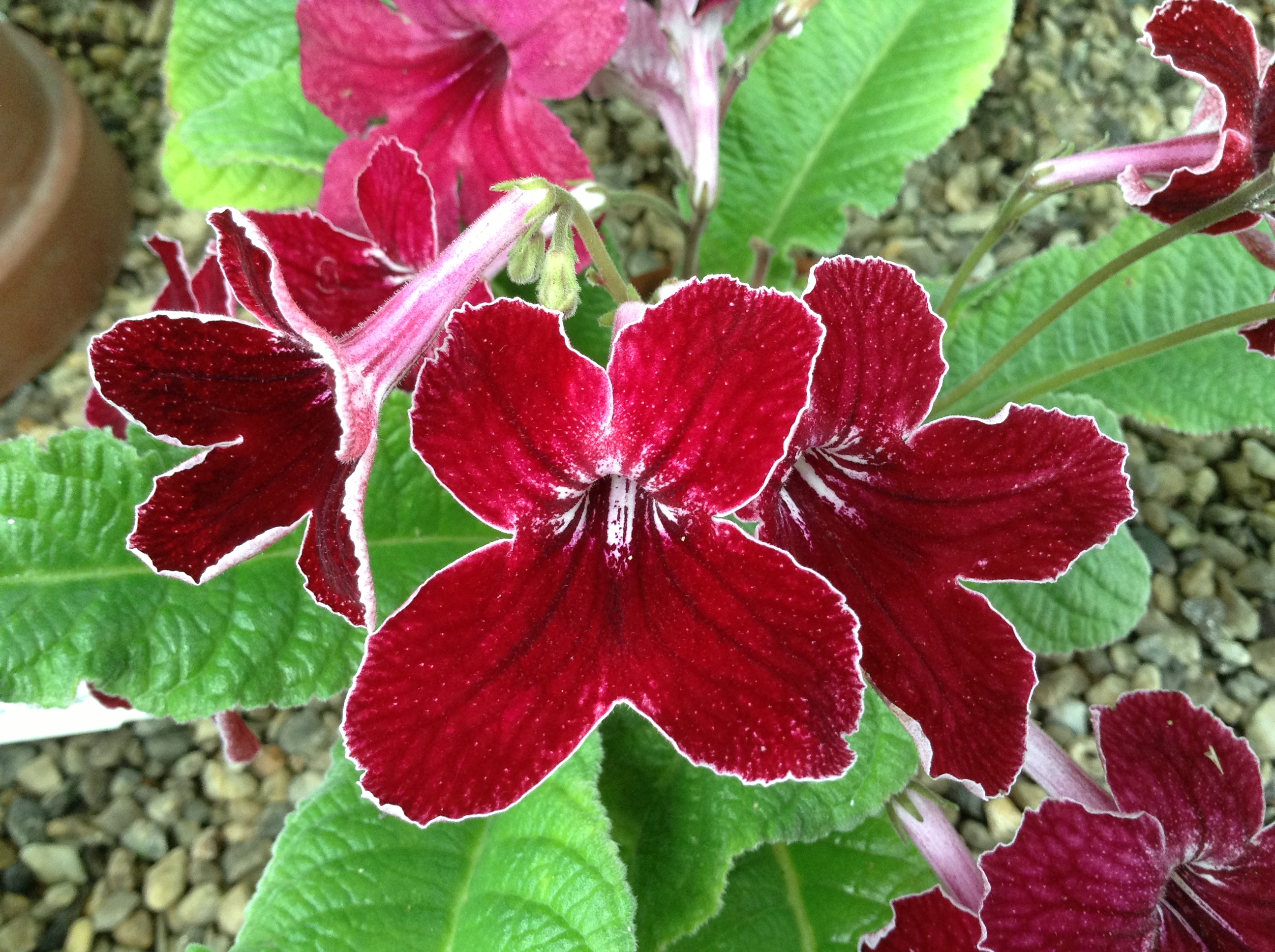 Streptocarpus 'Red Alert'