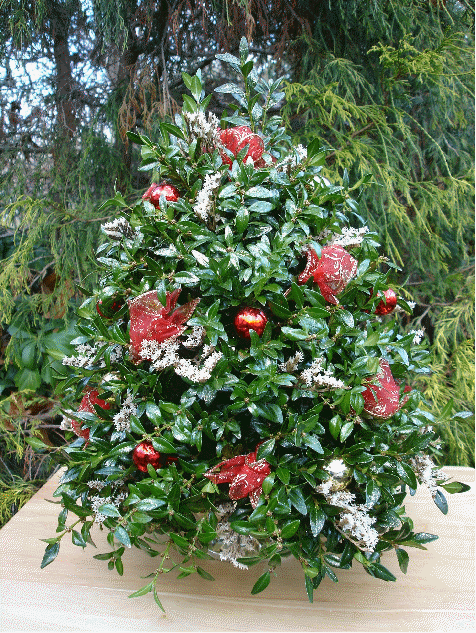 Red and White Boxwood Tree