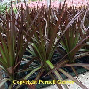 Red Edged Dracaena