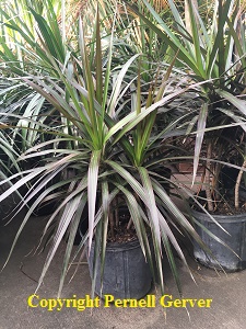 Red-Edged Dracaena