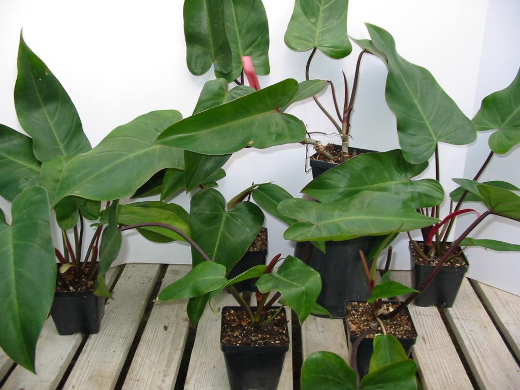 Red Emerald Philodendron