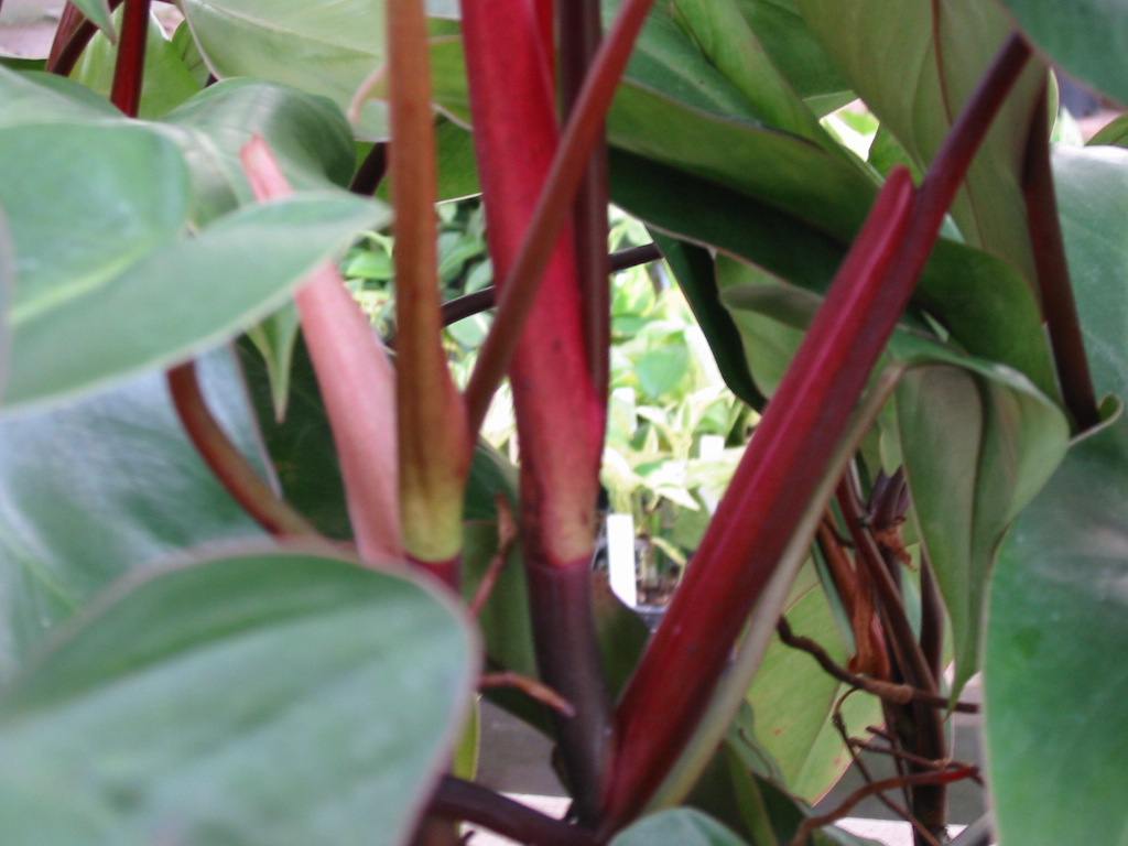 Red Emerald Philodendron