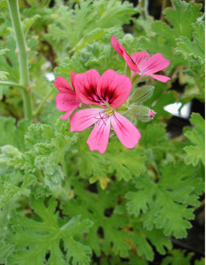 Red-Flowered Rose Scented Geranium, Pelargonium graveolens 'Red-Flowered Rose'