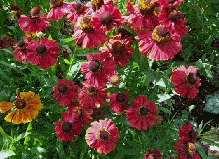 Helenium 'Red Jewel'