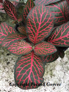 Red Nerve Plant